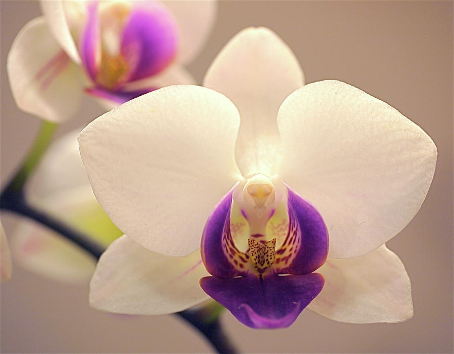 significato-orchidea