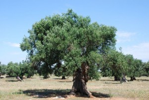 concimazione dell'olivo