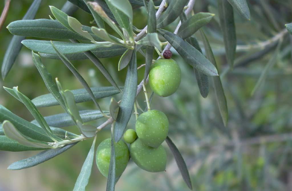 Quando Effettuare La Potatura Dell' Olivo? Periodo E Video